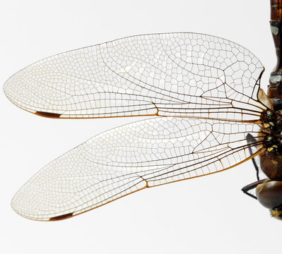 Dragonfly wings