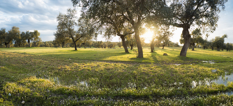 Field in sunlight, La Mancha, Spain