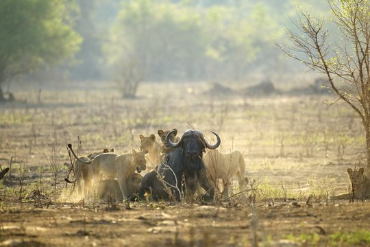 Lions - Panthera leo - attacking a buffalo - Syncerus caffer