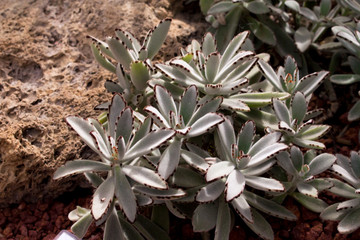 beatiful cactus