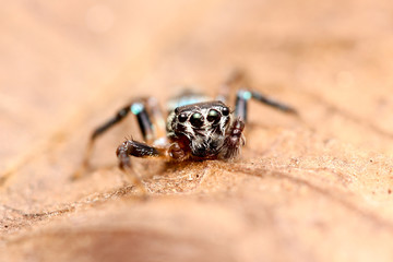 jumping spider