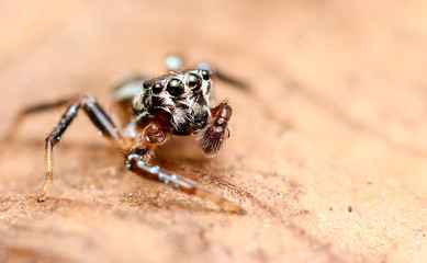 jumping spider