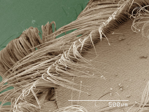 Coloured SEM of backswimmer (Notonectidae) hydrofuge hair