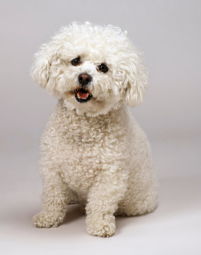Bichon Frise