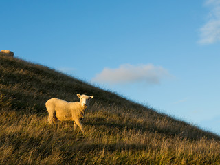 Obraz premium sheep on mountain slope