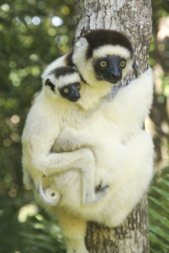 Portrait of Verreaux's Sifaka monkey and juvenile on tree trunk, Madagascar, Africa