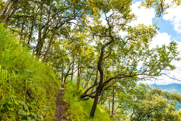 Fototapeta premium Green scene view of sub alpine mountain in raining season