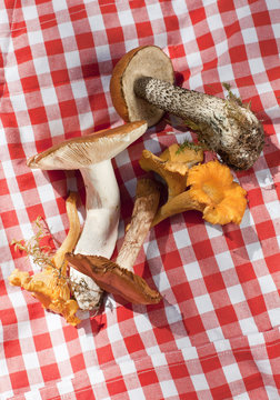 Cantharellus cibarius (chanterelle) and Boletus edulis (porcini) mushrooms