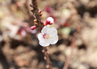Apricot flower starting to bloom in Afgnanistan