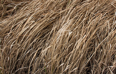 Brown dry grasses