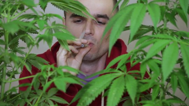 Happy man smoking marijuana joint behind Cannabis plants.