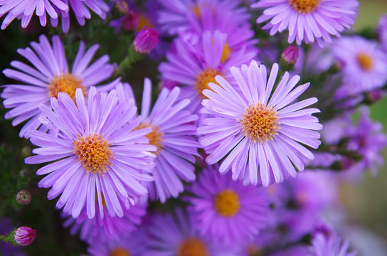 Macro of violet flower.