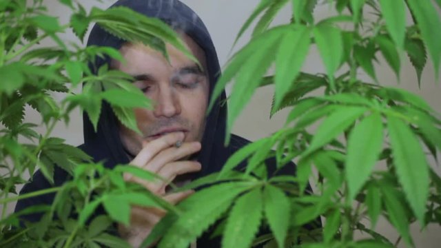 Satisfied man smoking marijuana joint and touching Cannabis plants.