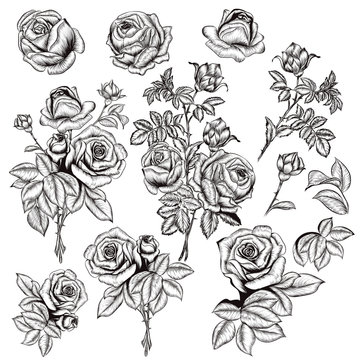 Collection of vector hand drawn roses for design in engraved sty