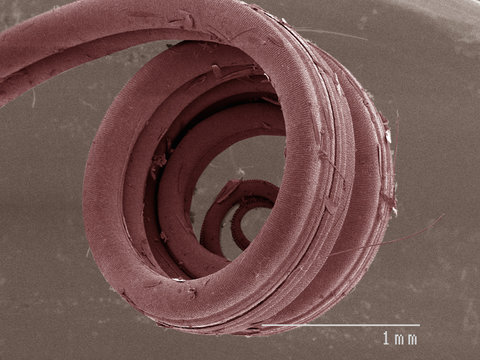 Coloured SEM of swallowtail butterfly