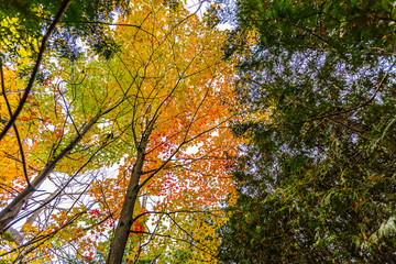 abstract view of colorful fall foliage