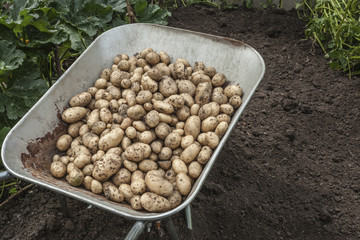 Wheelbarrow full of freshly harvested potatoes