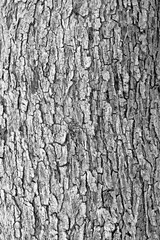 Obraz premium Texture Legno (Ulivo)