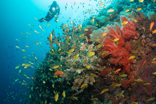 Diver and coral reef.
