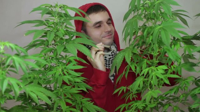 Satisfied man smoking marijuana joint and enjoying Cannabis plants.