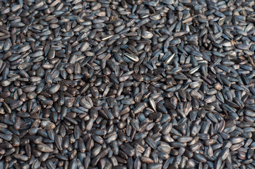 Sunflower seeds background