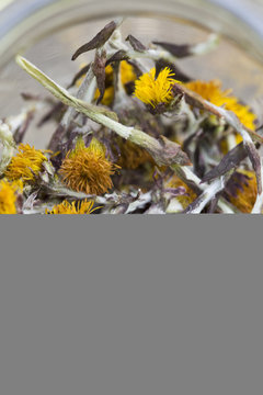 Close up of a jar containing dried coltsfoot (Tussilago farfara) stems and flowers. Used in herbal medicine and food