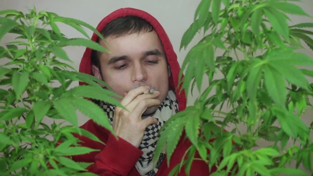 Man in red hoodie smoking marijuana joint behind Cannabis plants.
