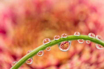 Flower, gerbera, dew drops, close-up, macro.