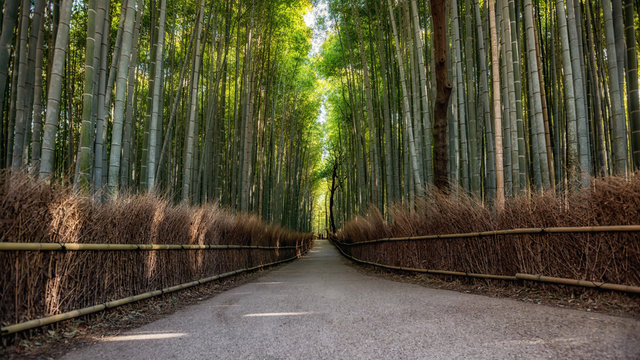 Fototapeta Ścieżka do bambusowego lasu, Arashiyama, Kioto, Japonia