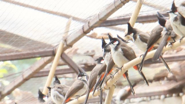 Red-whiskered bulbul