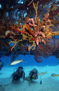Scuba divers on shipwreck.
