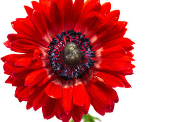 Flower, anemone, close-up, macro. - obrazy, fototapety, plakaty