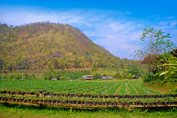 Fototapeta na wymiar Beautiful strawberry farm at Chiangmai,Northern Thailand.