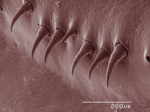 Coloured SEM of crayfish setae