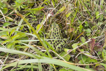 Frog in the wet grass outdoors,