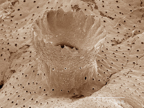 Coloured SEM of liverwort gemma