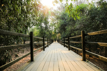 Green forest nature bridge trail during sunset.