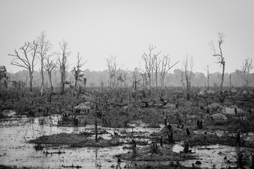 Drought and Deforestation Concept in Black and White - Ecology and Environment issue