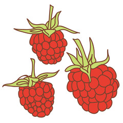 ripe raspberry isolated on white background. Sketch, hand-drawn.