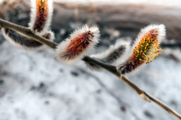 willow against the thawing snow