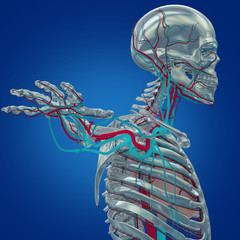 Human skeleton with vascular system, veins. 3D Illustration.