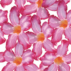 Desert Rose pink flower. Seamless pattern. Sketch on a white background