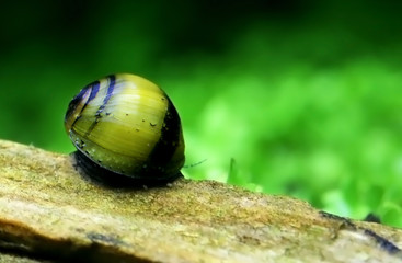 Bumble bee snail
