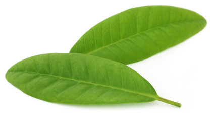 Clove leaves