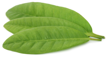 Obraz premium Clove leaves