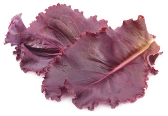 Fresh red lettuce