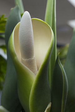 Close up of flower of Philodendron Selloum
