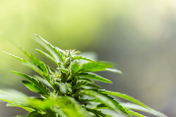 closeup on fresh green marijuana plants