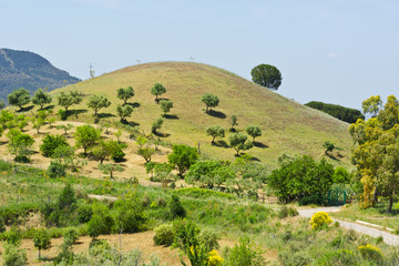 Fototapeta na wymiar Hill with Olive Trees