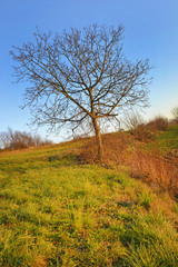 Albero su prato verde.